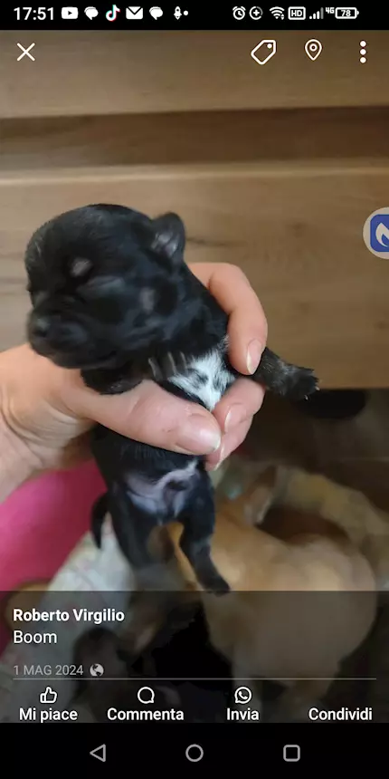 Chihuahua