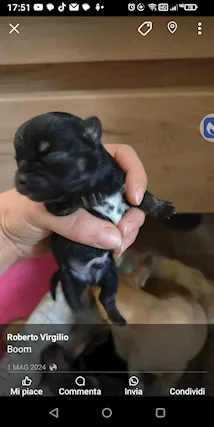 Chihuahua - Anteprima 1