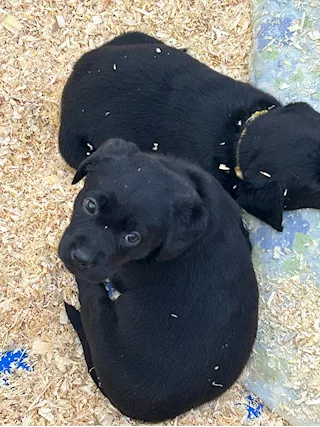 Cuccioli Razza labrador retriever, color nero - Foto 2