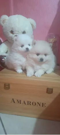 Spitz pomerania