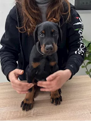 Foto - 9