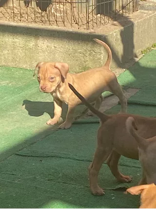 Cuccioli Razza pitbull con pedigree - Foto 2