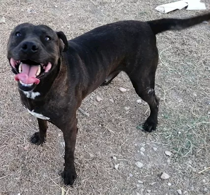 CICCIO, pit di 7 anni