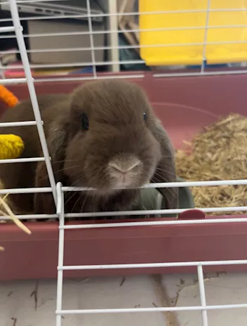 Mini lop, coniglio ariete nano