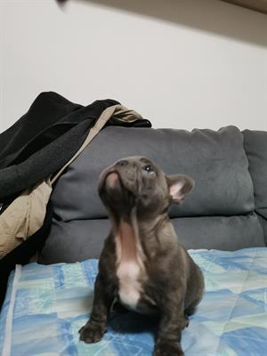 Vendo Razza bulldog francese - Foto 2