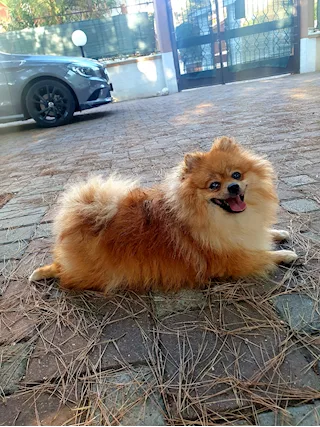 Disponibile maschio spitz di pomerania nano per monta.