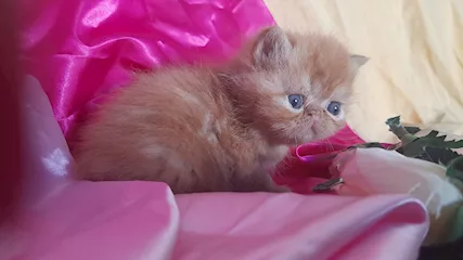 Adorabili gattini persiani - Foto 3