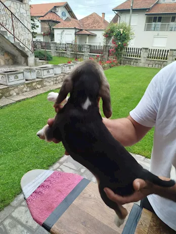 Cuccioli di Razza Beagle in vendita - Foto 3