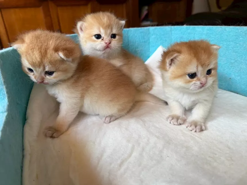 Foto 2 Gattini British Shorthair Golden, Scottish Straight, colore smeraldo