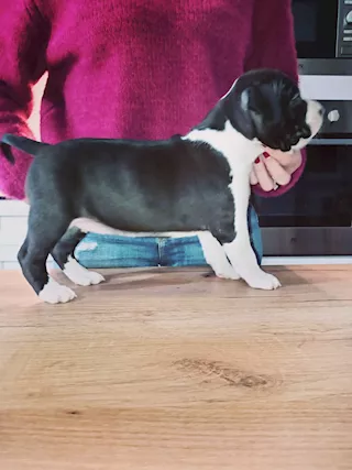 Cuccioli di American Staffordshire terrier
