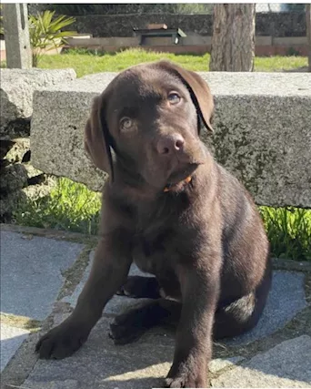 Cuccioli di Razza labrador - Foto 6