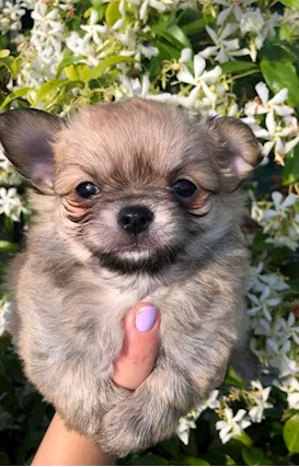 CHIHUAHUA FEMMINA, colore blue, genitori visibili - Foto 2