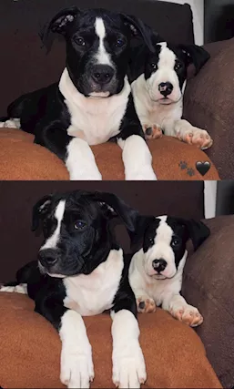 Disponibili due cuccioli di Amstaff