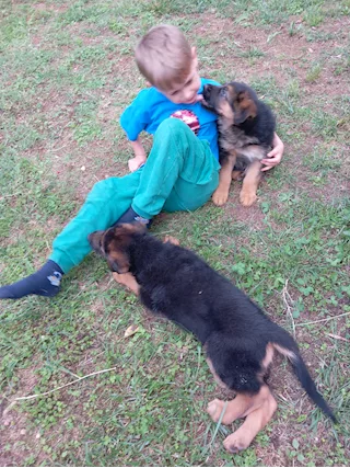 Cuccioli pastore trdesco importante genealogia, a pelo corto - Foto 2