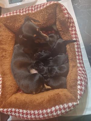 Si prenotano cuccioli di bassotto