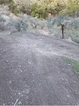 Uliveto - 7600mq con 70 piante ingresso privato
