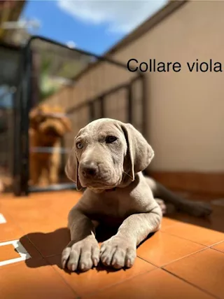 Cuccioli di Weimaraner - Foto 4
