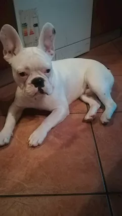 Bull dog francese
