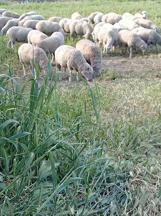 Pecore da allevamento, taglia grande - Foto 2
