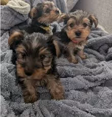 Cuccioli di Yorkshire Terrier in regalo - Adozione responsab