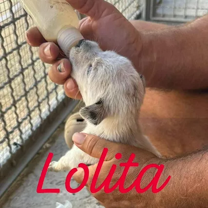 Cuccioli di solo unmese