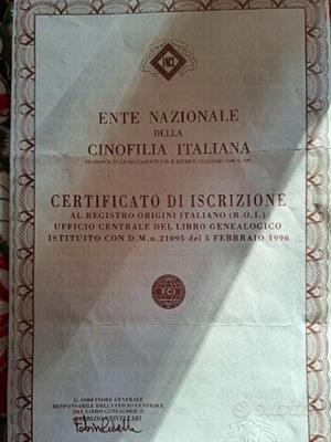 Accoppiamento Golden Retrevier - Foto 6
