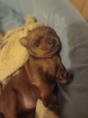 Cuccioli Pinscher nano