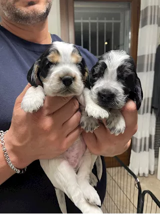 Cocker spaniel