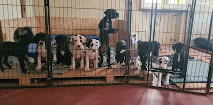 Cuccioli Alano