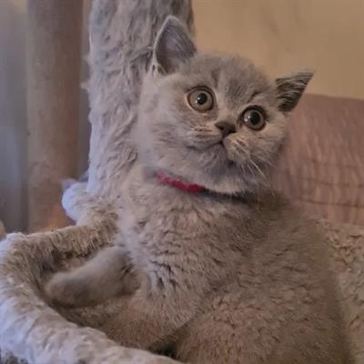 Cuccioli Razza British Shorthair - Foto 2
