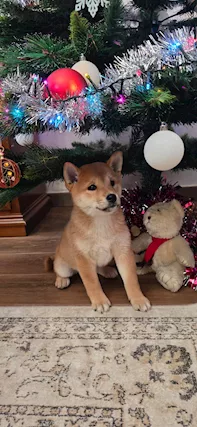 Cucciola di Shiba inu