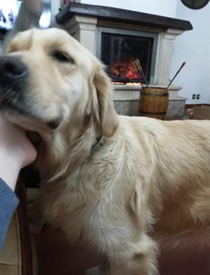 Cuccioli di Golden Retriever con Pedigree - Foto 6