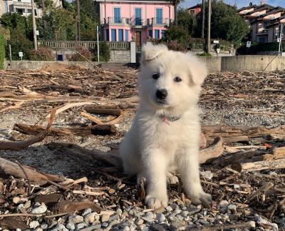 Cuccioli pastore svizzero