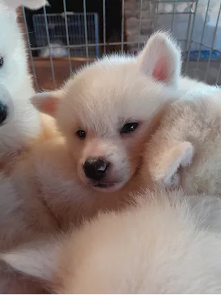 Akita inu di 4 mesi e mezzo in cessione