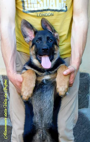 Cucciola di Pastore Tedesco con Pedigree ENCI