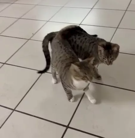 Gatti Inseparabili - Foto 2