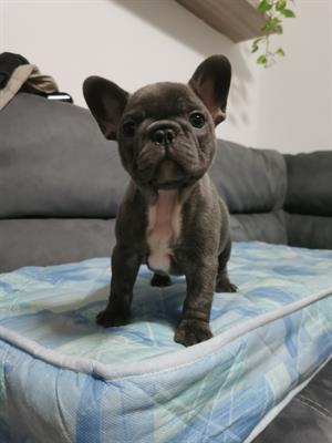 Vendo Razza bulldog francese - Foto 4
