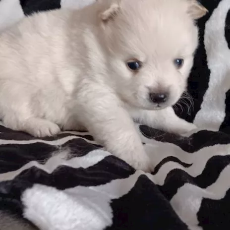 Spitz toy cuccioli adorabili