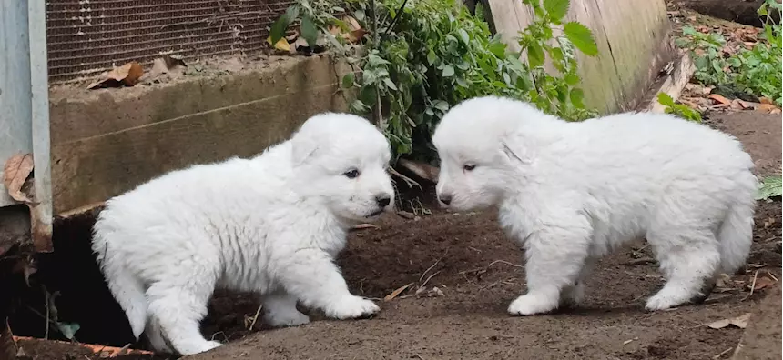 Cucciolo cane Pastore Razza Maremmano Abruzzese - Roma