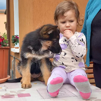 Cuccioli pastore trdesco importante genealogia