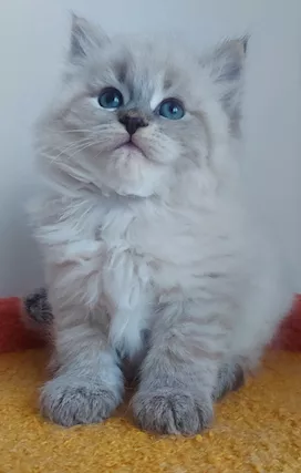 Cuccioli di gatto Siberiano Certificati