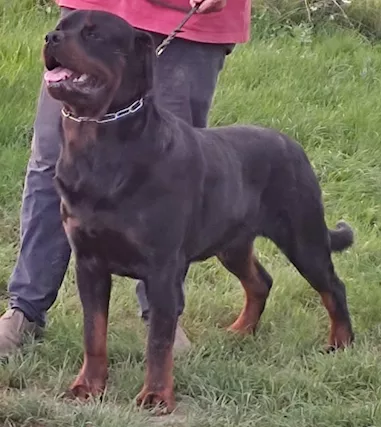 Rottweiler per accoppiamento