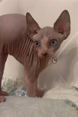 Cucciolo sphynx
