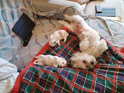 Cuccioli Razza maltese - Foto 3