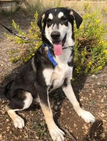 Mix Australian Shepherd 10 mesi senza richieste