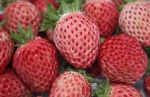 Fragola Bubble gum