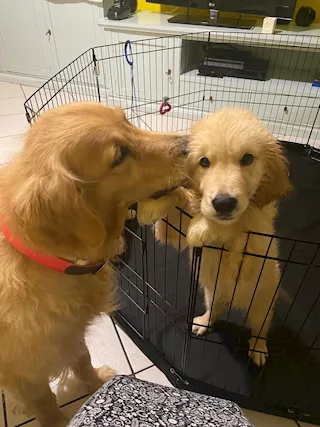Cucciolata Golden Retriever Top