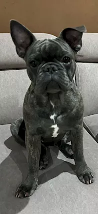Bulldog francese