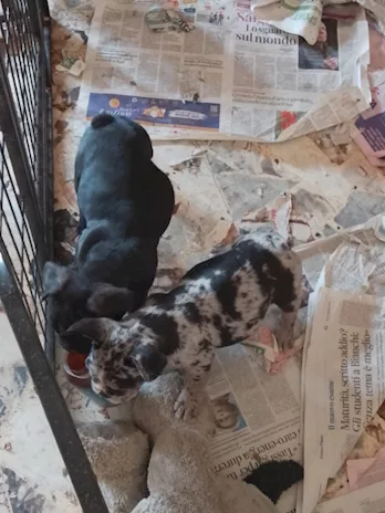 Bulldog francese cuccioli, genitori visibili - Foto 2