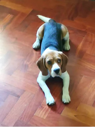 Cercasi femmina di beagle per accoppiamento